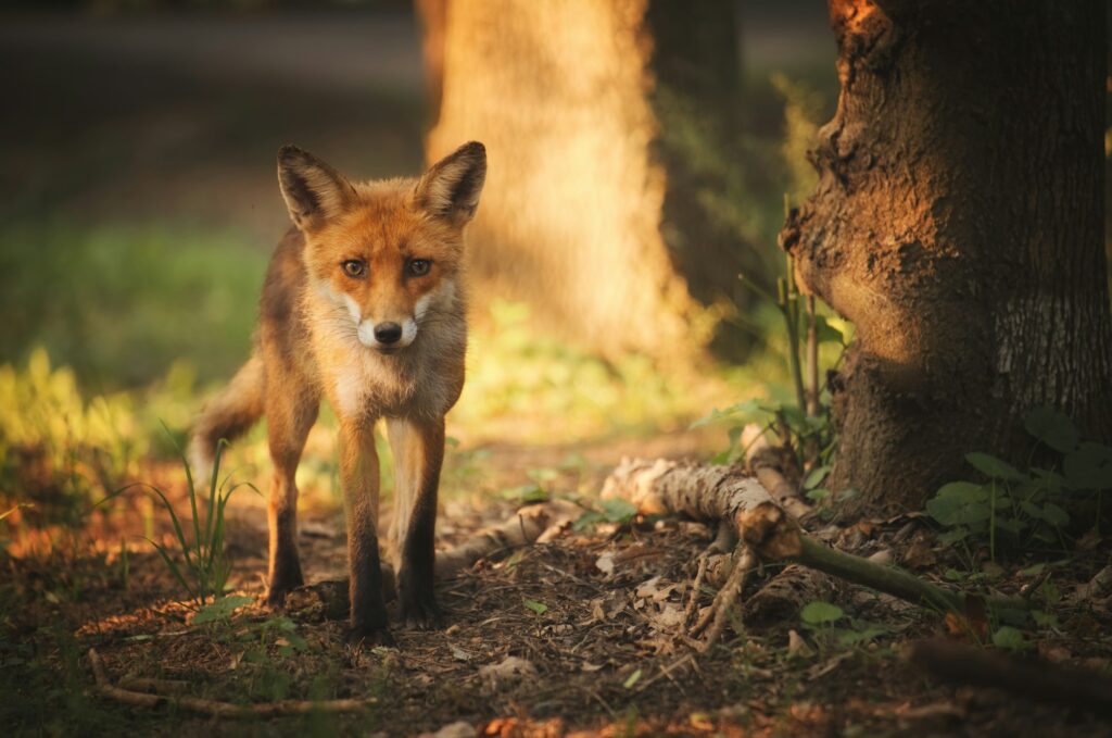 Fox on the summer forest